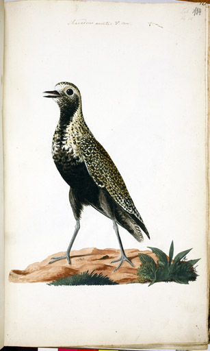 m. Goldregenpfeifer