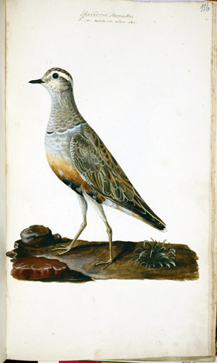 Mornellregenpfeifer