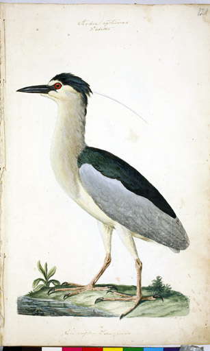 m. Nachtreiher