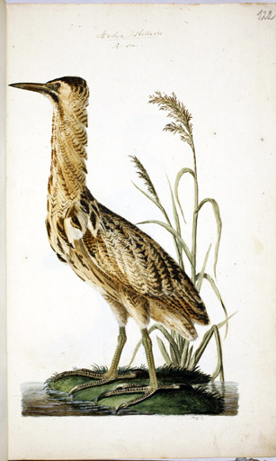 w. Rohrdommel
