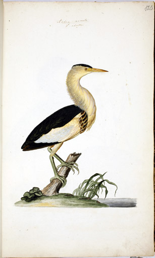 m. Zwergdommel
