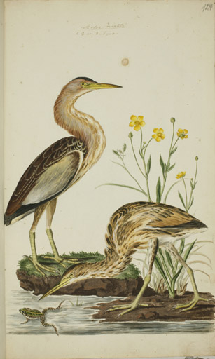 o. w. / u. juv. Zwergdommel