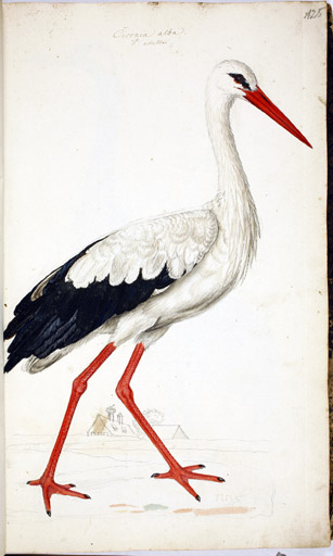 m. Weistorch