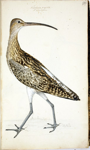 m. Groer Brachvogel