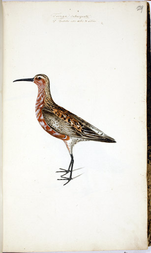 m. Sichelstrandlufer