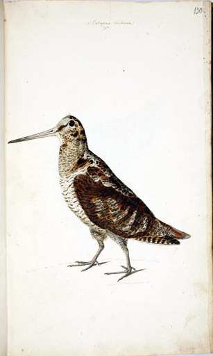 m. Waldschnepfe