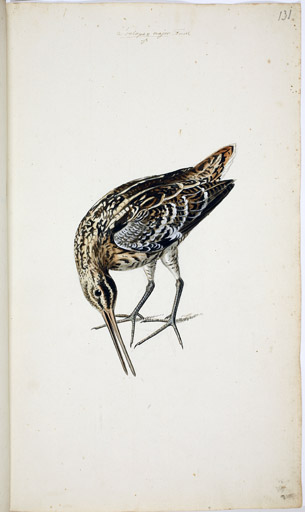 m. Doppelschnepfe
