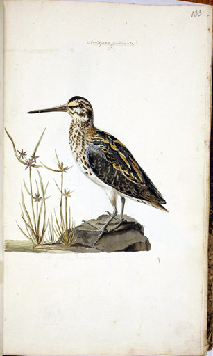 m. Zwergschnefe