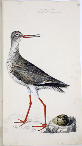 m. Rotschenkel