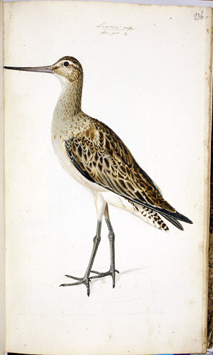 w. Pfuhlschnepfe
