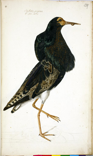 m. Kampflufer