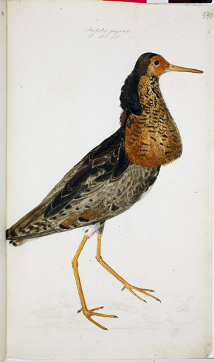 m. Kampflufer