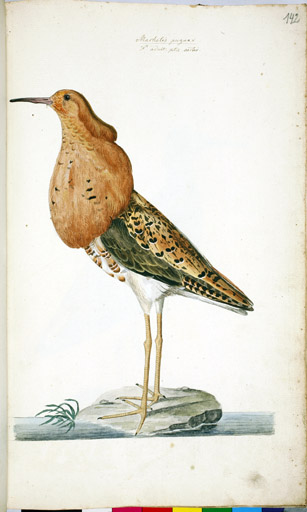 m. Kampflufer