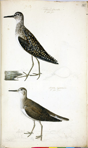 o. m. Bruchwasserlufer u. m. Flussuferlufer