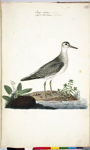 m. juv. Terekwasserlufer