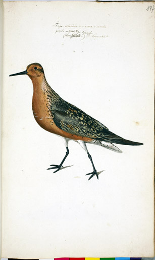 m. Knutt