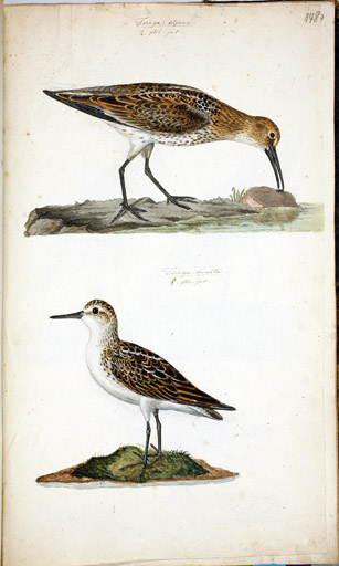 o. w. Alpenstrandlufer u. w. juv. Zwergstrandlufer