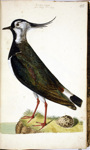 m. Kiebitz