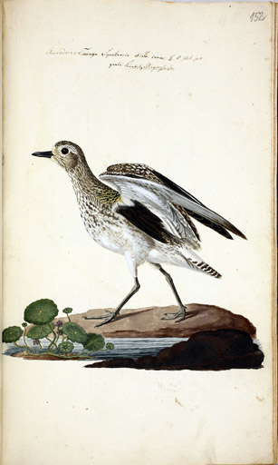 m. juv. Kiebitzregenpfeifer