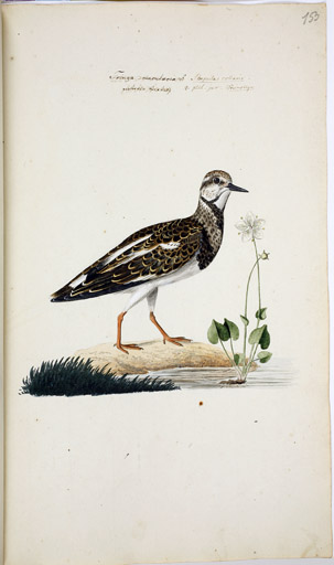 w. juv. Steinwlzer
