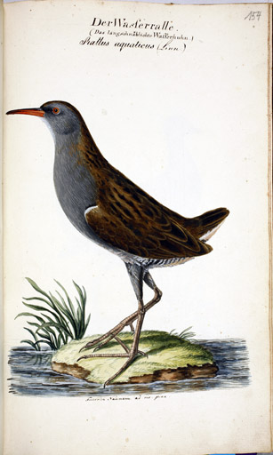 Wasserralle