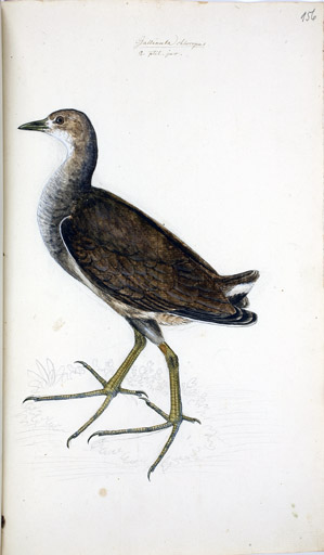 w. juv. Teichhuhn