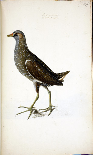 m. Tpfelralle