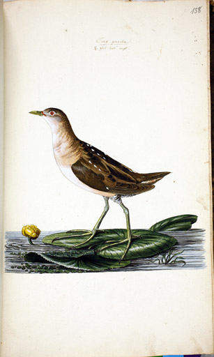 w. Zwergsumpfhuhn