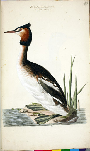 m. Haubentaucher