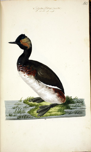 m. Schwarzhalstaucher
