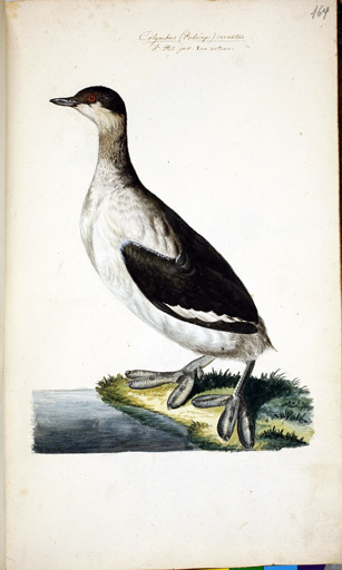 m. juv. Ohrentaucher