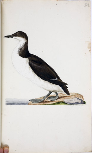 Trottellumme