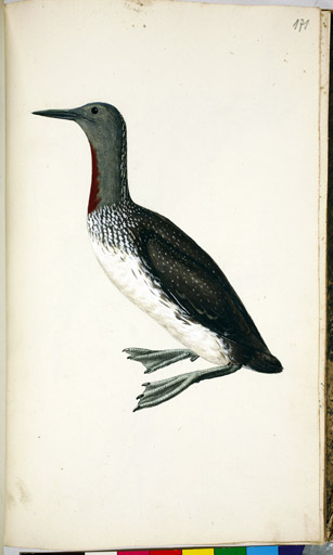 m. Rothalstaucher