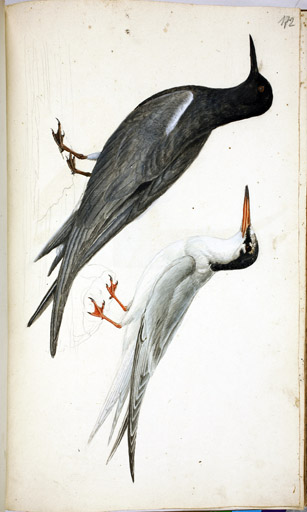 l. Trauerseeschwalbe r. Flussseeschwalbe