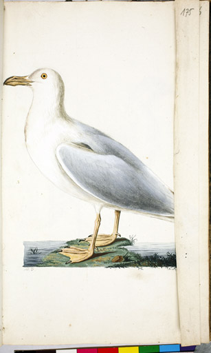 Silbermwe