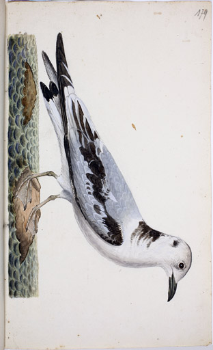 juv. Dreizehenmwe