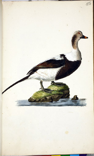 m. Eisente