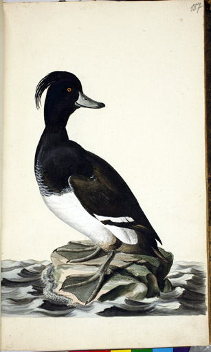 m. Reiherente