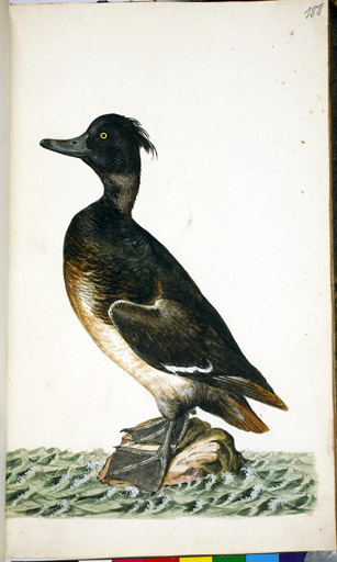 w. Reiherente
