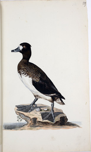 juv. Reiherente