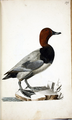 m. Tafelente