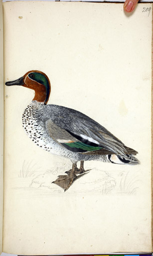 m. Krickente