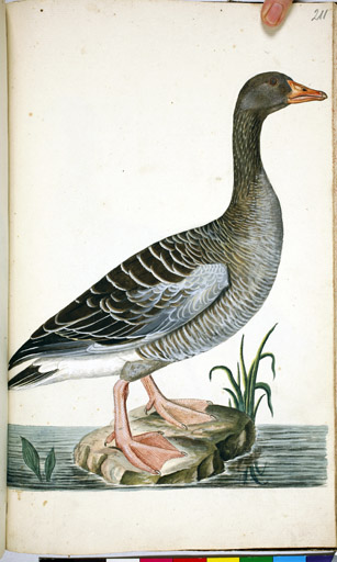 Graugans