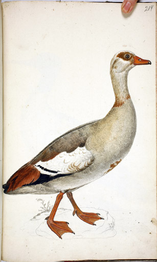 Nilgans