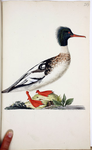 m. Mittelsger