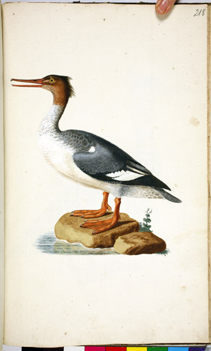 w. Mittelsger