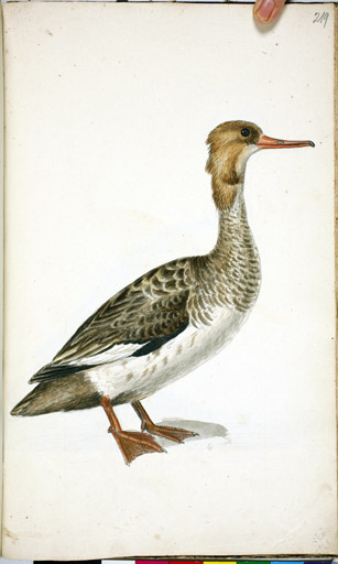 juv. Mittelsger