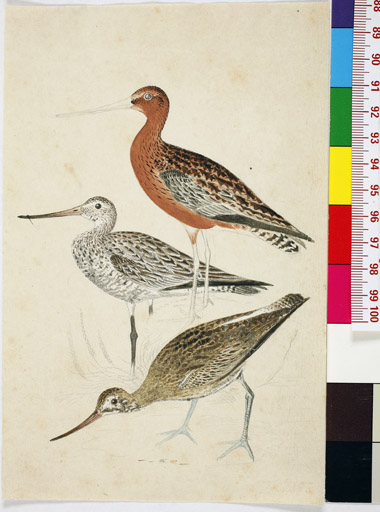 naumann_2727.jpg