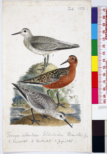 naumann_2729.jpg