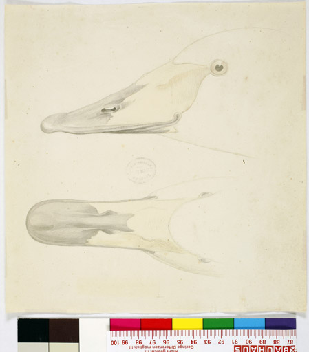 naumann_2743.jpg